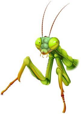 A praying mantis clipart