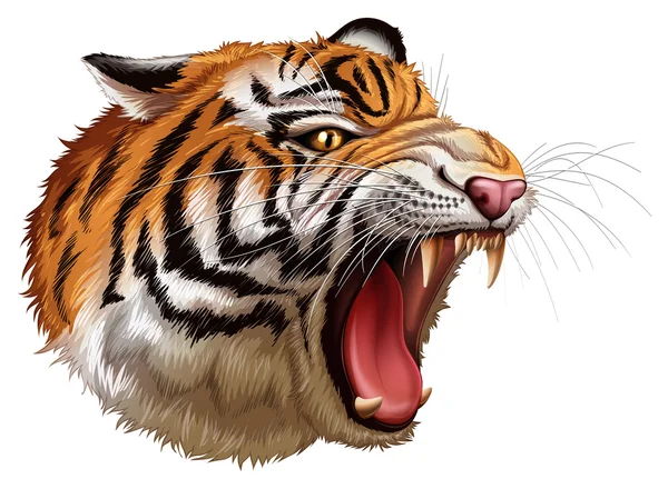 A cabeça de um tigre rugindo —  Vetores de Stock