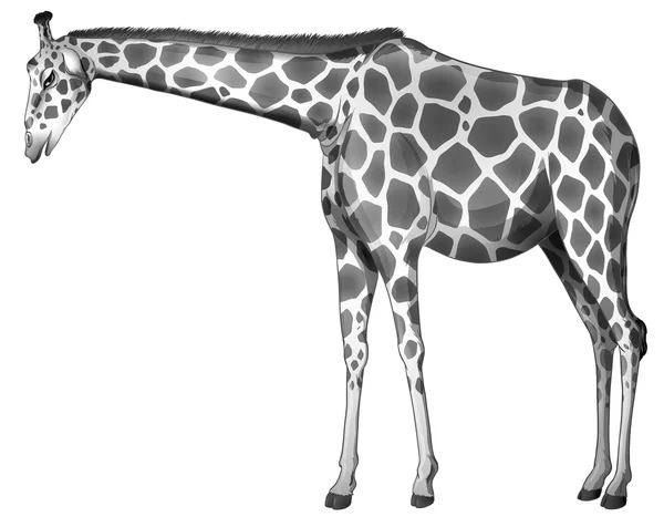 Une girafe grise — Image vectorielle