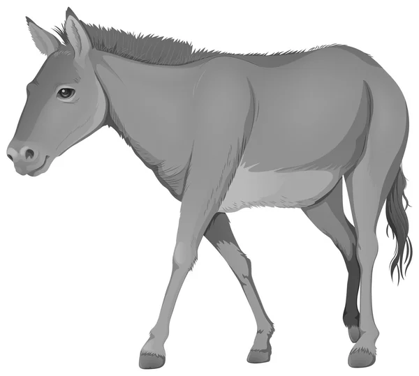 Um burro cinzento — Vetor de Stock