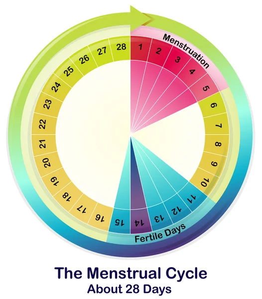 Il ciclo mestruale — Vettoriale Stock