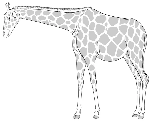 Un croquis d'une girafe — Image vectorielle