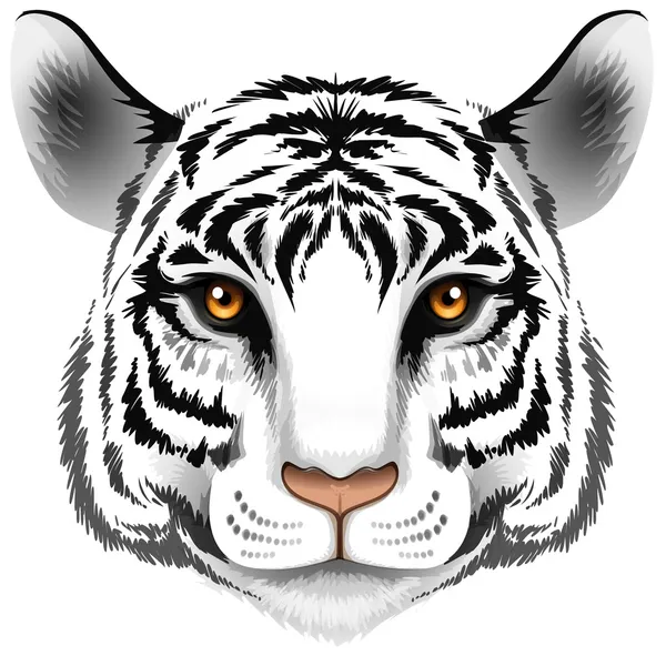 La cabeza de un tigre — Vector de stock
