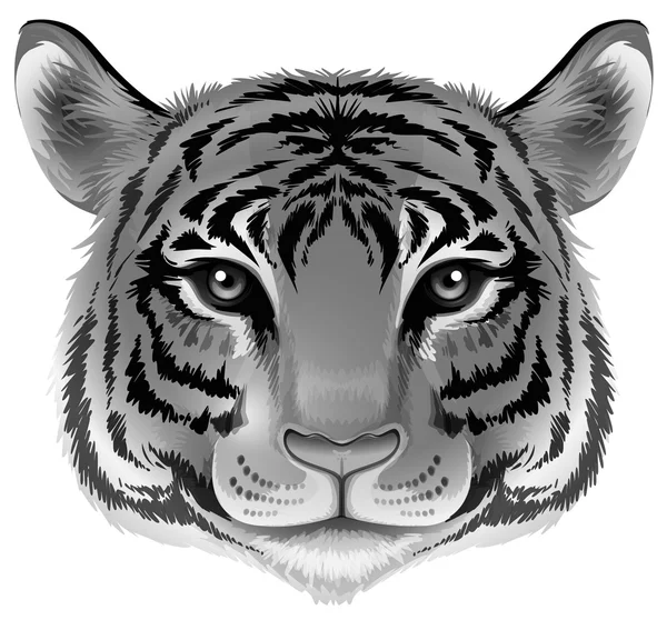 Una cabeza de tigre en color gris — Vector de stock