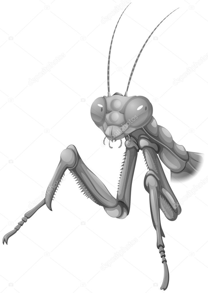 A grey praying mantis