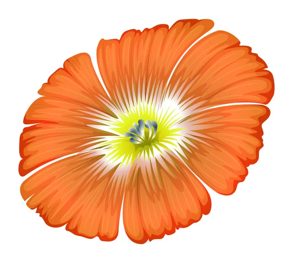 An orange flower — Stock Vector