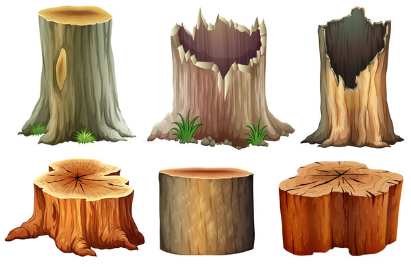 Различные пни деревьев
