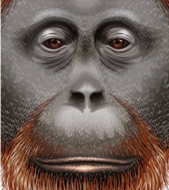 An orangutan clipart