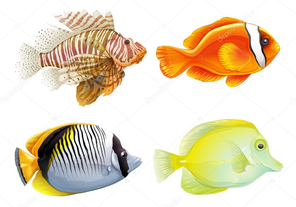 Illustration of the four fishes on a white background