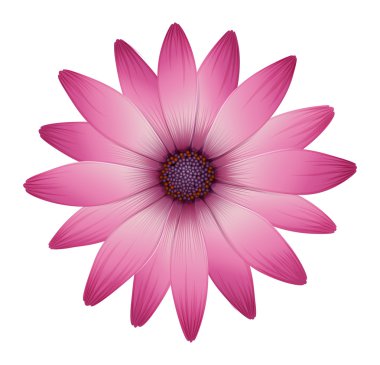pembe yaprakları çiçek