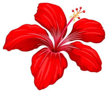 Kırmızı hibiscus bitki
