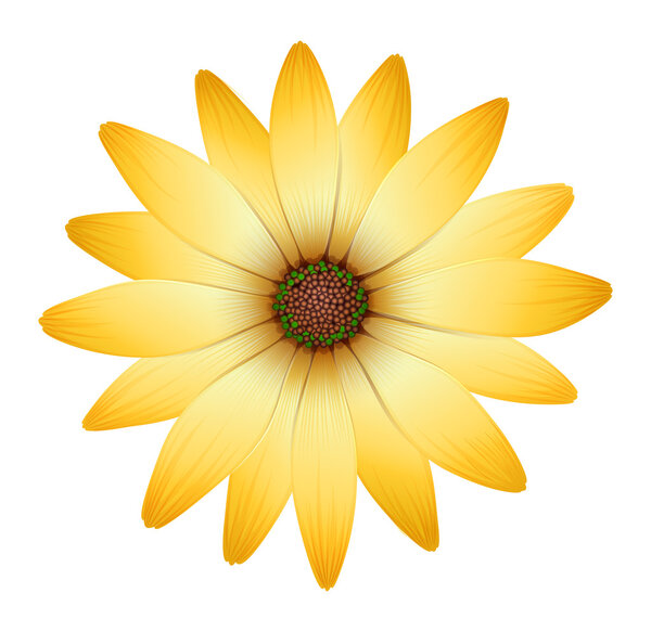 A flower with orange petals