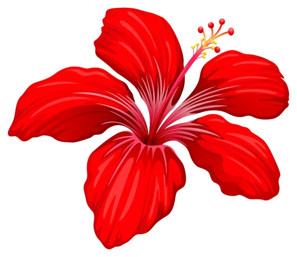A red hibiscus plant — Stock Vector