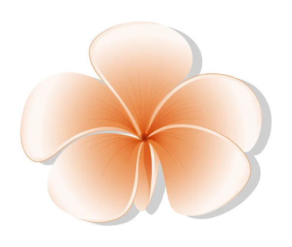 Свежий пятилепестковый цветок — стоковый вектор