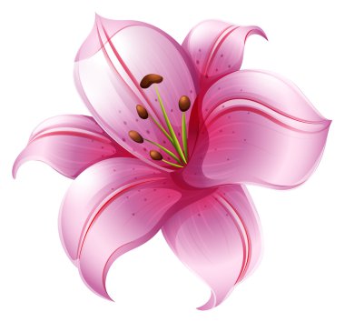 A pink lily flower clipart