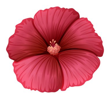 Kırmızı bir çiçek.