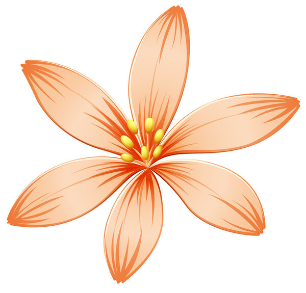 A fresh five-petal orange flower