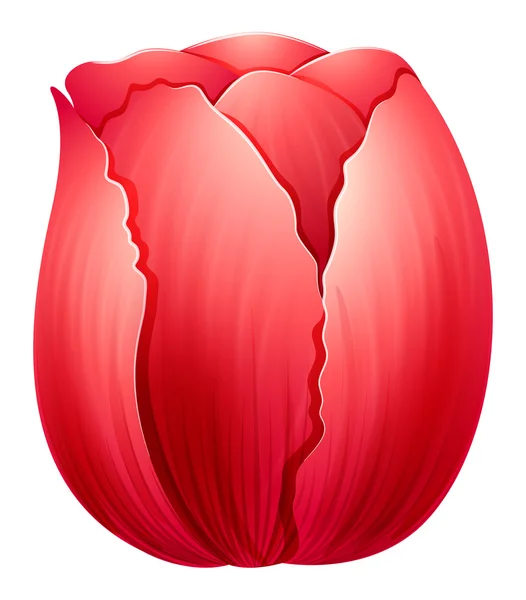 Красный тюльпан — стоковый вектор