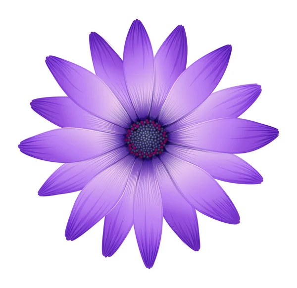 Una flor púrpura fresca — Vector de stock