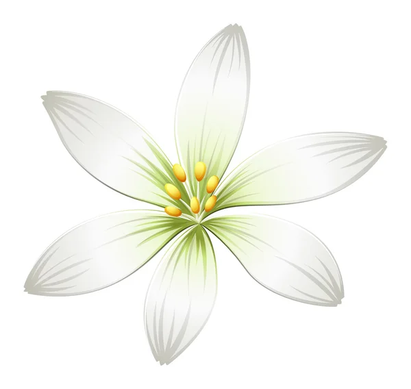 Una flor blanca fresca — Vector de stock