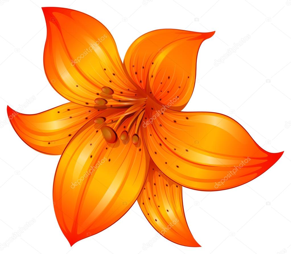An orange lily flower