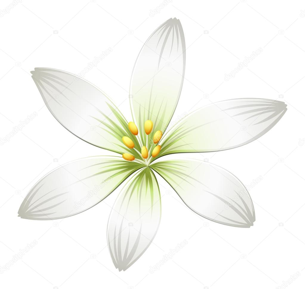 A fresh white flower