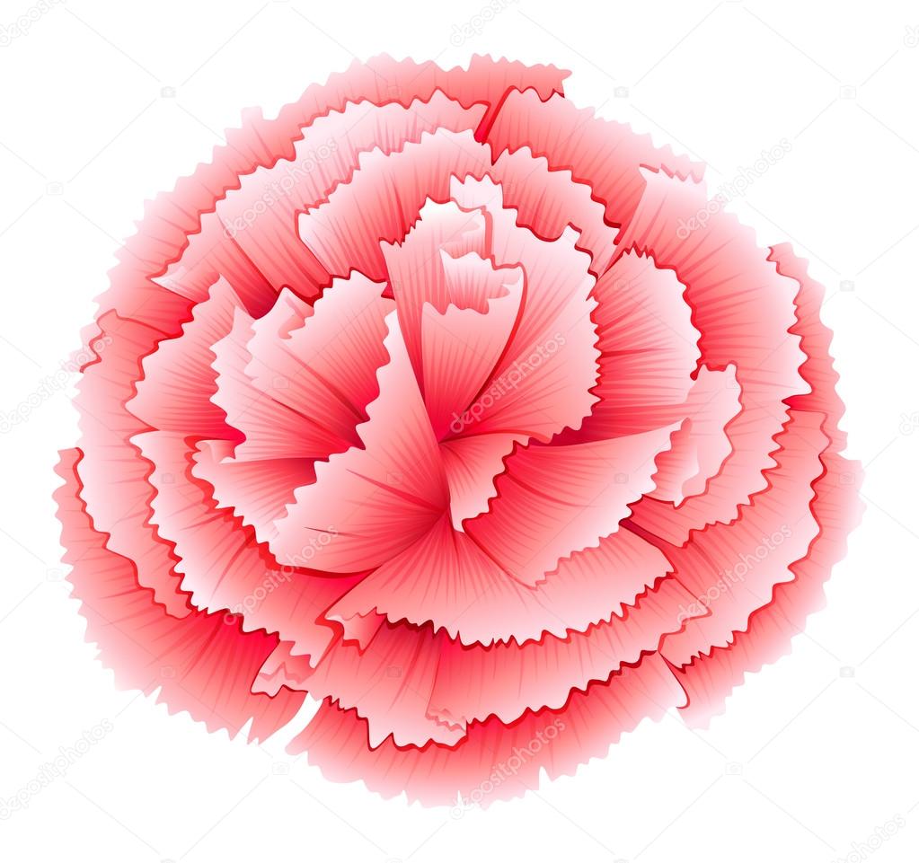 A carnation pink flower