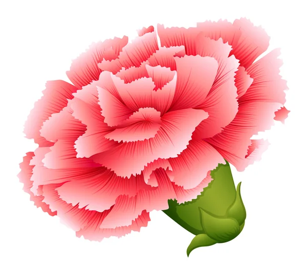 Una flor rosa clavel fresca — Vector de stock