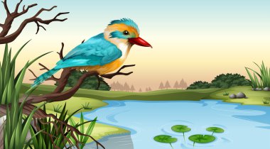 bir nehir kingfisher