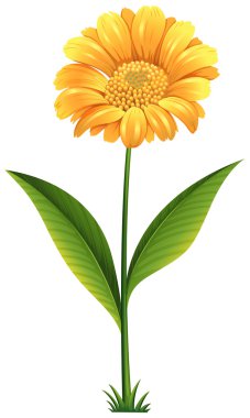 bir bitkinin çiçek açan çiçek