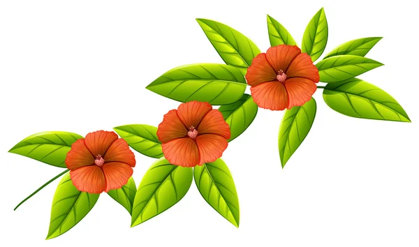 Drei orange Blüten — Stockvektor