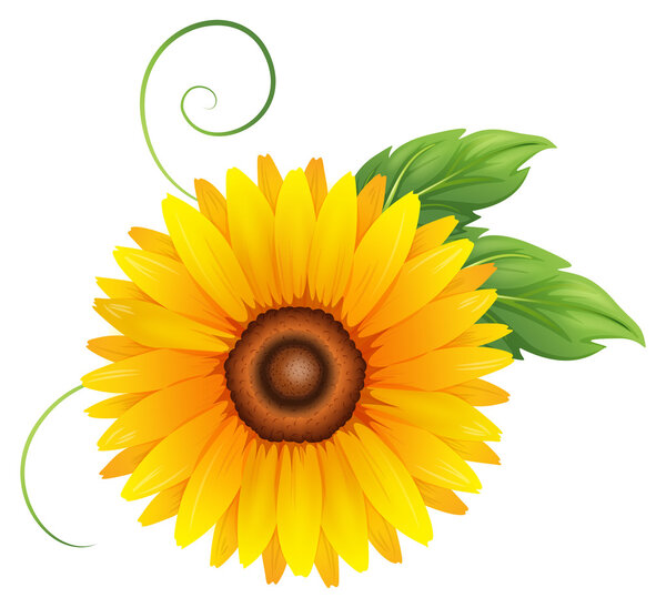 A fresh blooming yellow flower