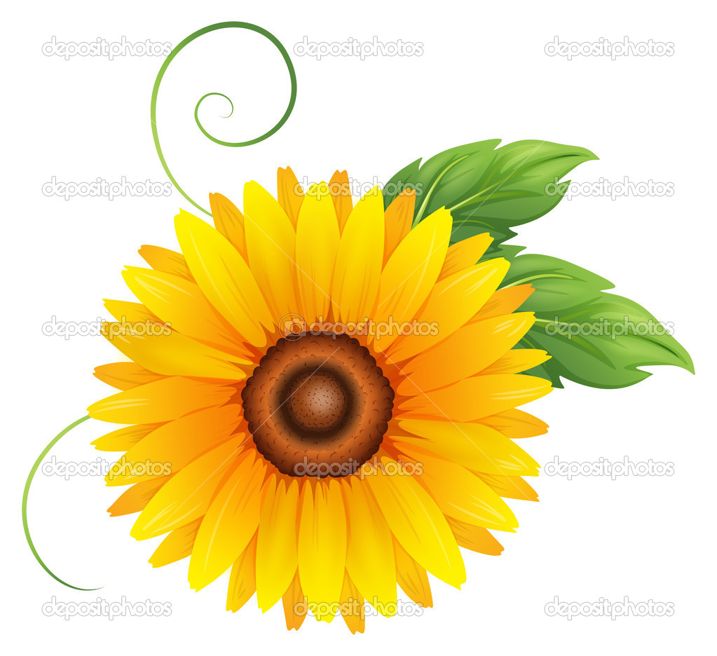 A fresh blooming yellow flower