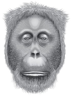 bir orangutan başkanı