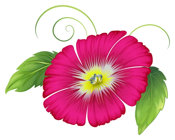 Un grande garofano fiore rosa — Vettoriale Stock