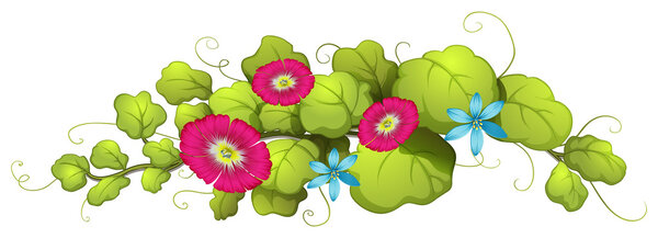 A vine plant with blue and carnation pink flowers