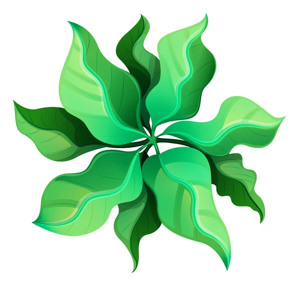 Birdeye θέα ένα πράσινο φυτό — Διανυσματικό Αρχείο