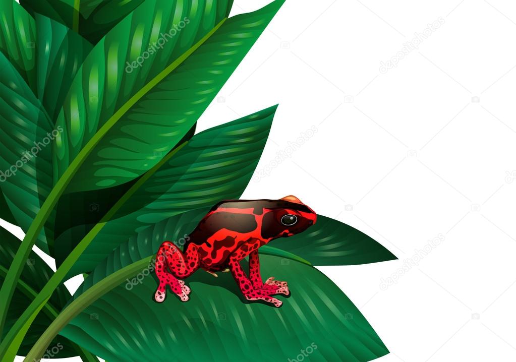 A red frog
