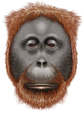 bir orangutan
