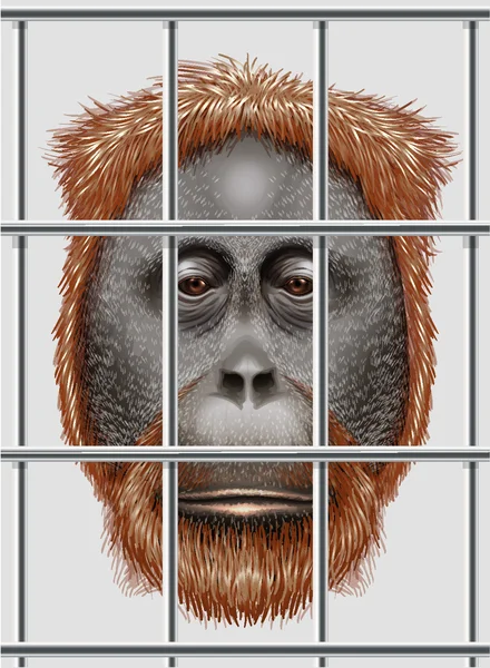 Un orangután en peligro — Archivo Imágenes Vectoriales