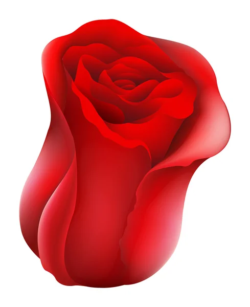 Una rosa roja — Vector de stock