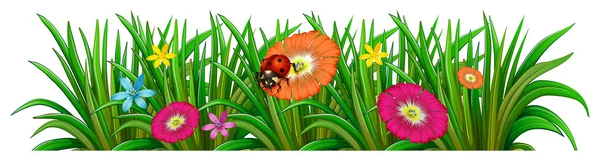 一个花园，有盛开的鲜花和一只瓢虫 — 图库矢量图片