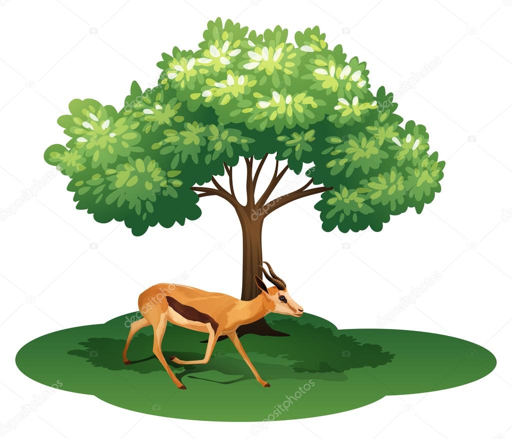 A deer under the tree