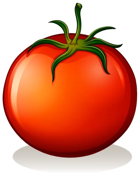 A big ripe tomato — Stock Vector