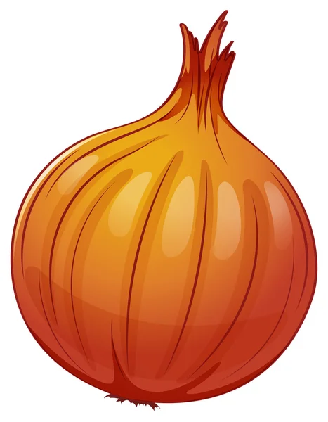 An onion — Stock Vector