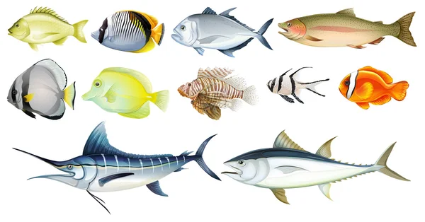 Différents poissons — Image vectorielle