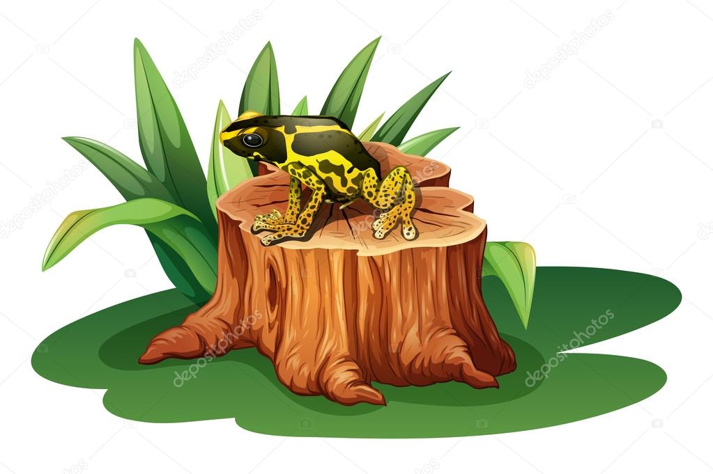 A frog above the stump