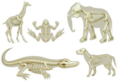 Skeletons of animals clipart