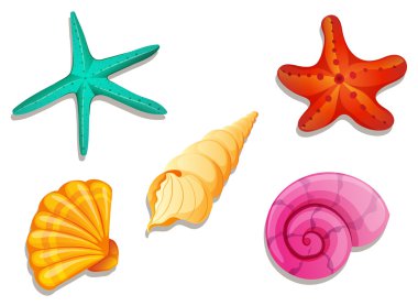 renkli deniz kabuklarını