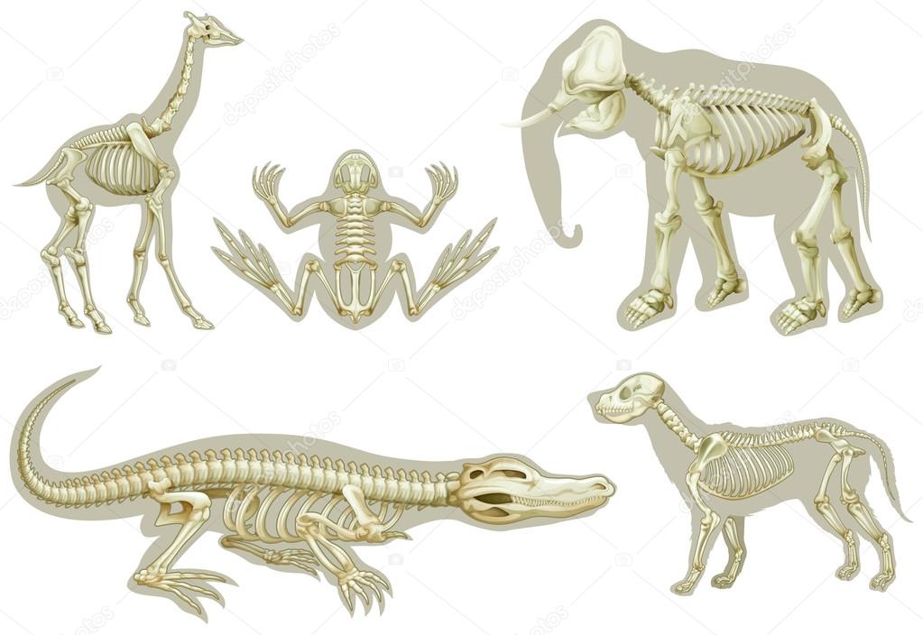 Skeletons of animals